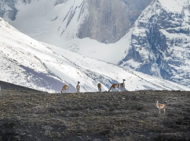Guanacos in front of the mountains in Torres del Paine National Park