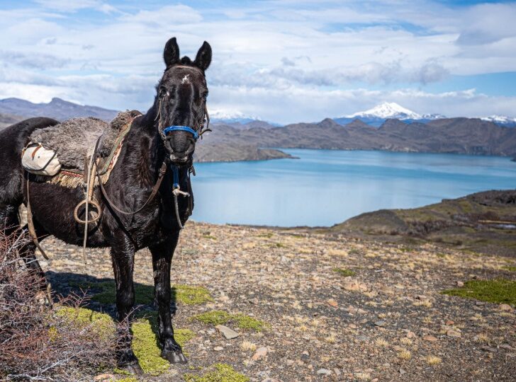 A picture of a beautiful horse with Lake Nordenskjold on the back 