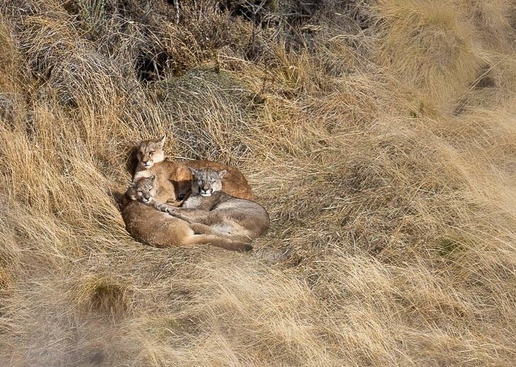 A Family of Pumas at Torres del Paine National Park 