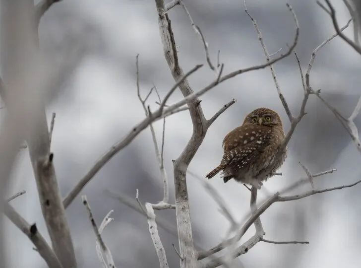 Pygmy Owl at Torres del Paine National Park 