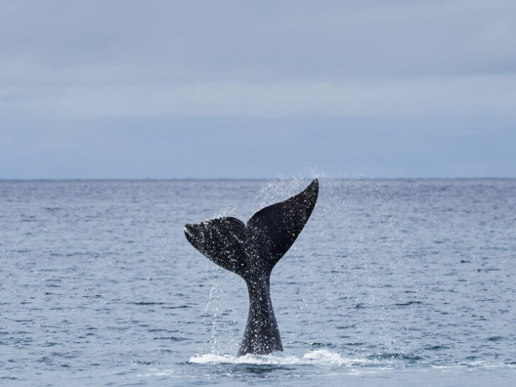 Eubalaena Australis, asouthern right whale, breaching the surface of the Atlantic Ocean close to the Península Valdés in Argentina. 