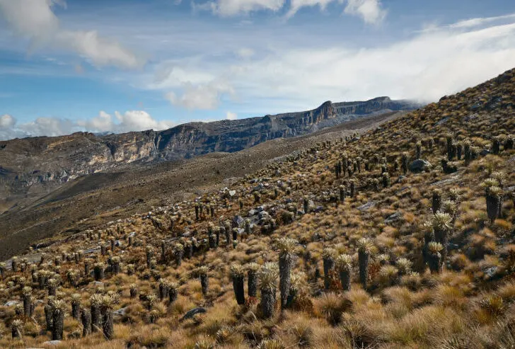 Alpine Tundra in Cocuy National Park in Colombia.