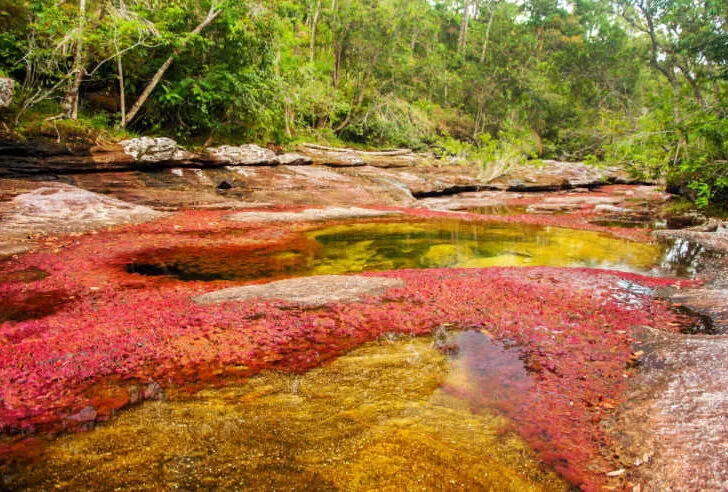 Pink hue at Caño Cristales River, located in Santuario de Flora y Fauna Las Galeras, southern Colombia