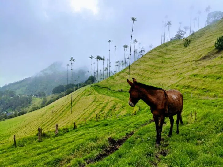 A brown horse looking at the green scenery in Valle de Cocora Valley.
