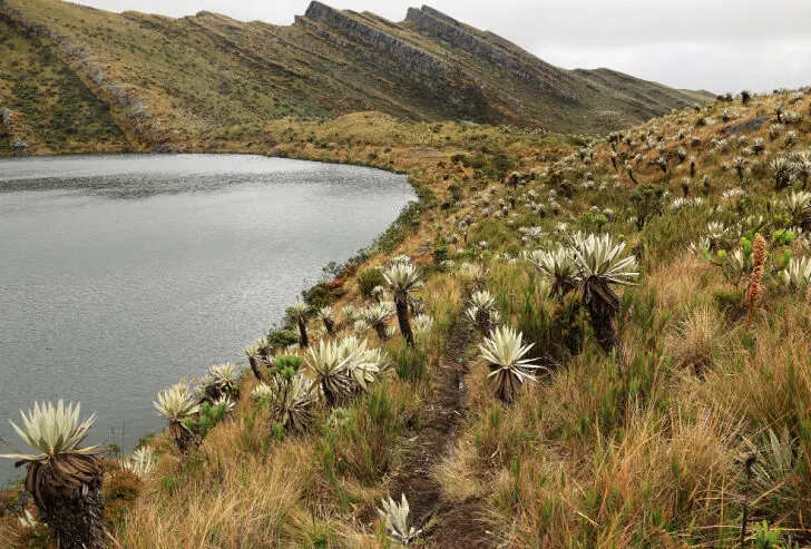 A sparkling sapphire lake, nestled between majestic alpine forests and towering mountains in Chingaza National Park in Colombia.