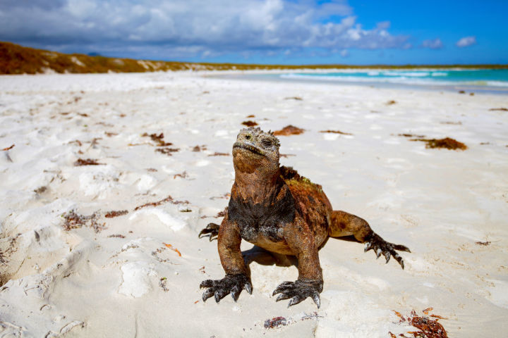 An iguana on a white sand beach in the Galapagos Islands in Ecuador