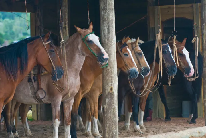 A group of horses looking out of a stable on a Uruguyan ranch.