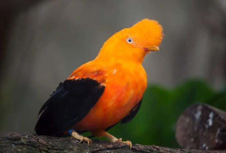 Andean Cock of the rocksin Jardin, Colombia