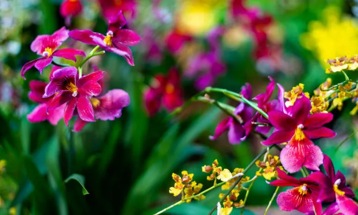 Beautiful Orchids in Jardin, Colombia