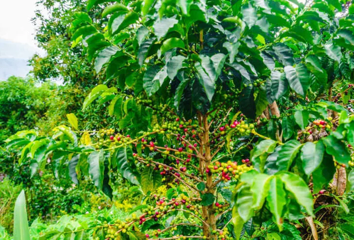 Coffee Plantation in Jardín, Colombia