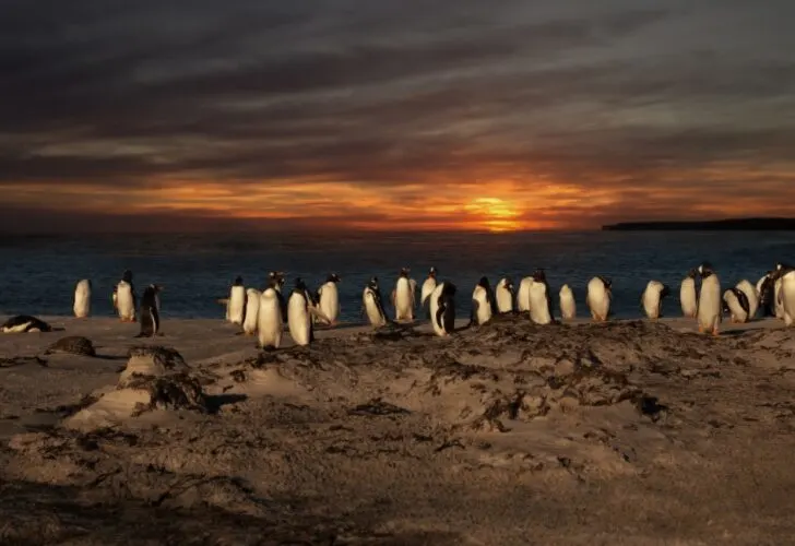 A group of Gentoo penguins on a sandy beach at sunset, Falkland islands. The best time to visit is October and November.