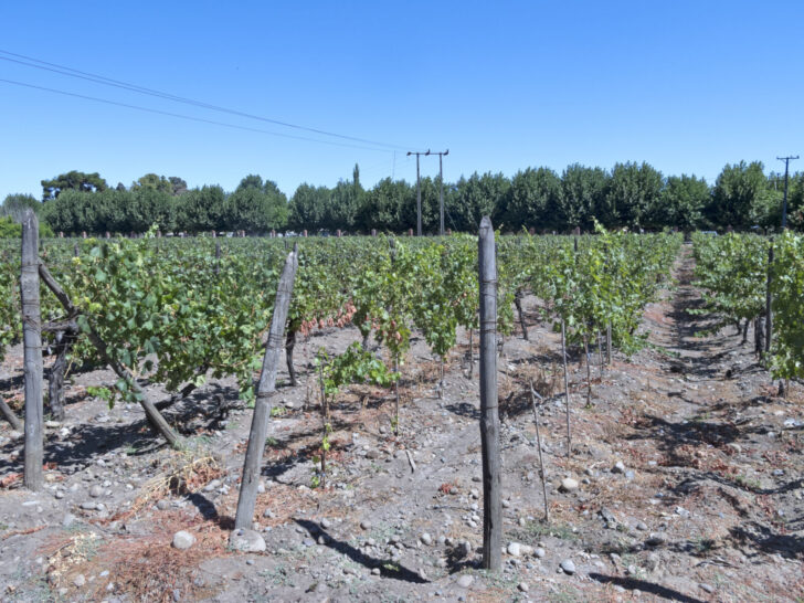Maule Valley vineyards in central Chile, an industrial wine region.