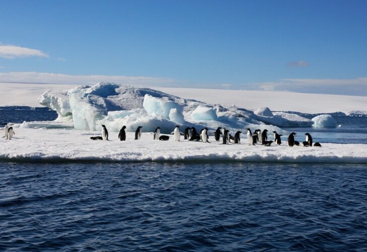 Adelie Penguins on sea ice near Danko Island in Antarctica. The best time to visit Antarctica to see the Adelie Penguins hatching is in mid-to-late December.