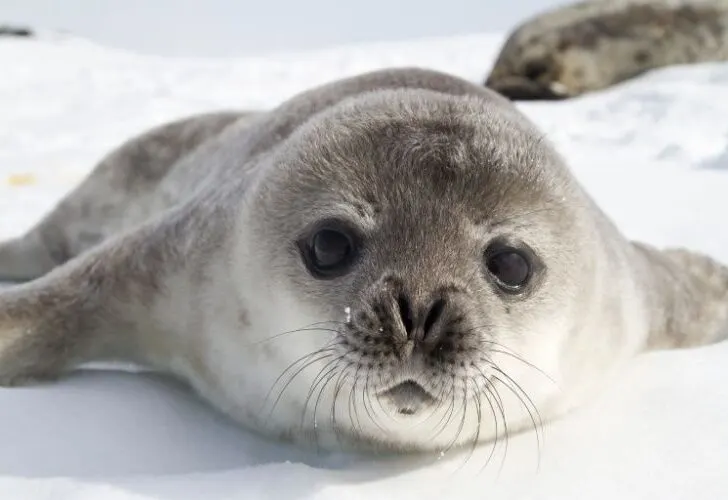 The best time to visit Antarctica to see Weddell seal pups is in October - but it isn't without its challenges, with less ships sailing during this month. Weddell seal pup on the ice of the Antarctic Peninsula