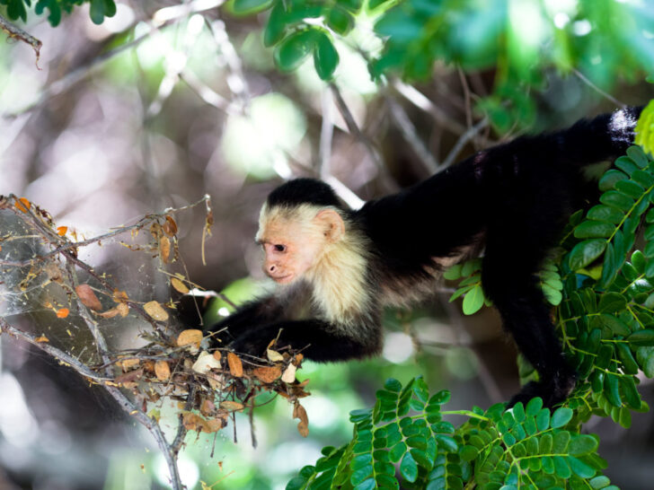 A white face monkey in Palo Verde National Park, Guanacaste, Costa Rica.