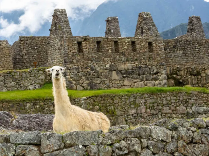 A llama posing at Machu Picchu, Peru