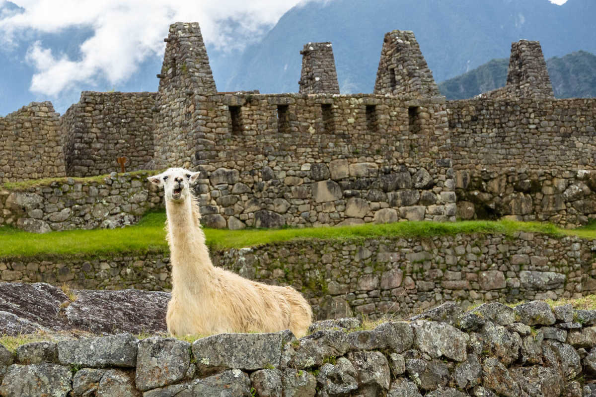 A llama posing at Machu Picchu, Peru. While it's possible to spend less than $100 per day on your trip to Machu Picchu, the cheapest option isn't always the best.