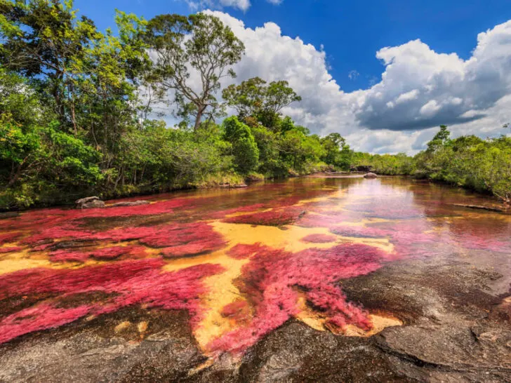 The pink-colored Cano Cristales river, also known as 'The River of Five Colors' and the 'Liquid Rainbow'.