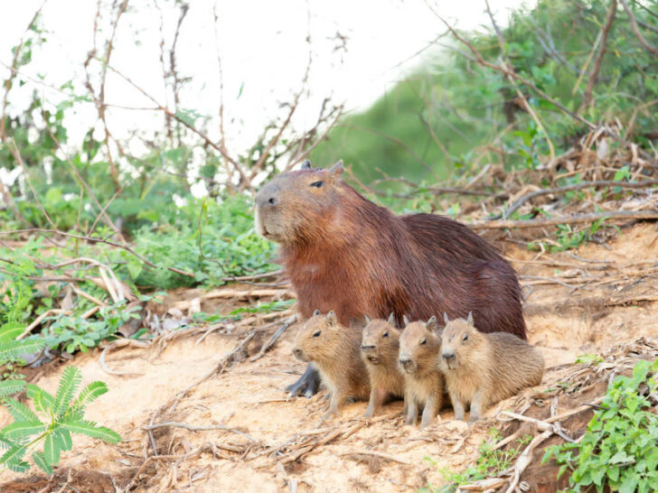 Capybaras are visible on the banks and in the waters of the Orinoco River, located in the Tuparro National Park.
