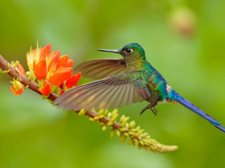 Los Yariguíes National Park has some of the country's most spectacular flora and fauna on show - including the Long-tailed Sylph Hummingbird