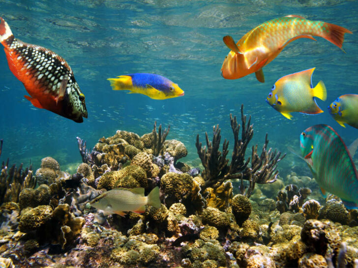 Healthy coral reef and colorful tropical fish in the waters of Colombia