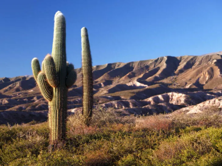 Los Cardónes National Park in northern Argentina, just west of Salta.