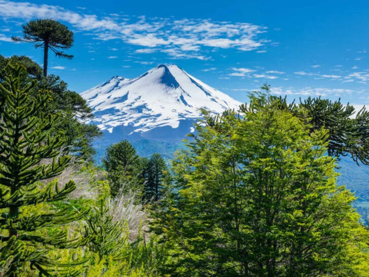 Araucaria forest in Conguillio National Park Chile