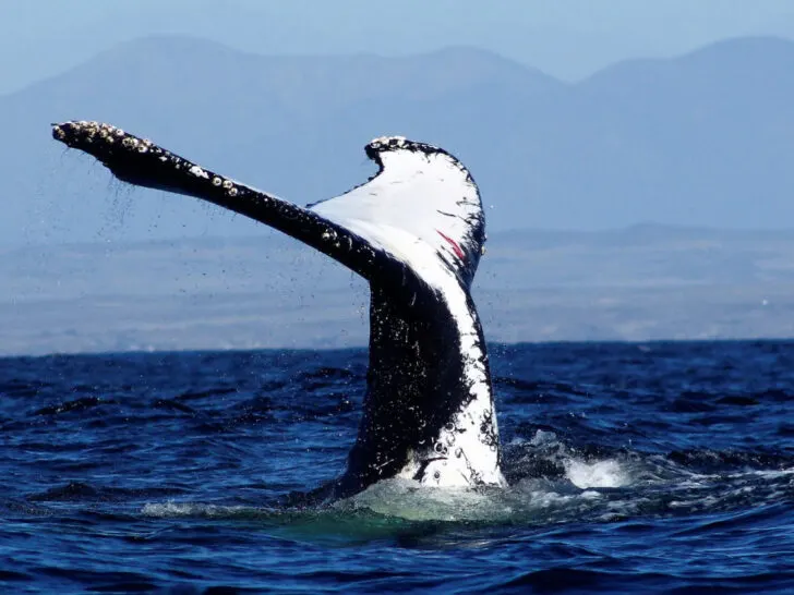 Going whale watching at Chañaral de Aceituno is one of the best things to do in Chile
