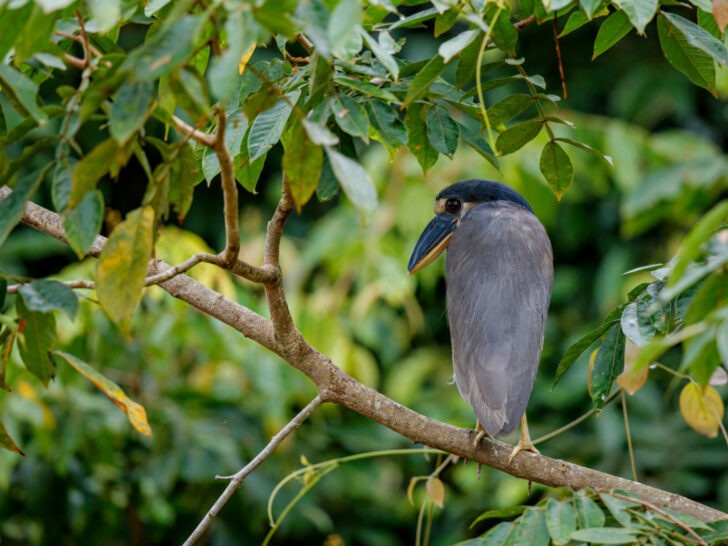 A Boat Billed Heron, found in the trees of the Caño Negro National Wildlife Refuge. Home to over 400 species of birds, the Refuge is one of the best places to visit when in Costa Rica.