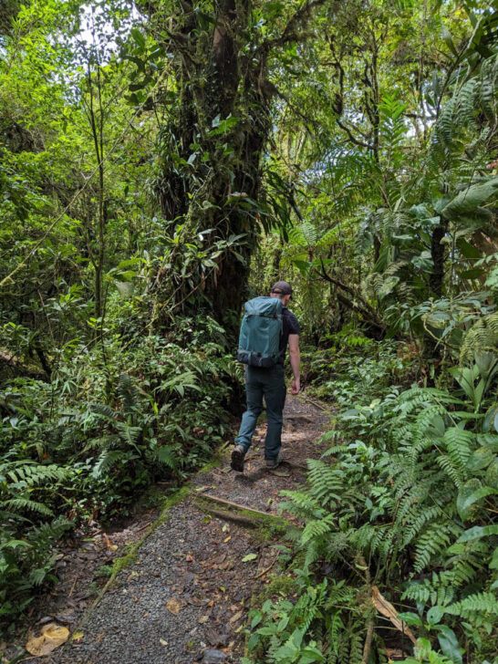 A hiker walking through the Santa Elena Cloud Forest Reserve (Reserva Bosque Nuboso Santa Elena) - a quieter alternative to the Monteverde Cloud Forest Reserve (Reserva Biológica Bosque Nuboso Monteverde).