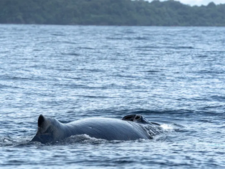 A humpback whale seen in the waters near Uvita, Costa Rica