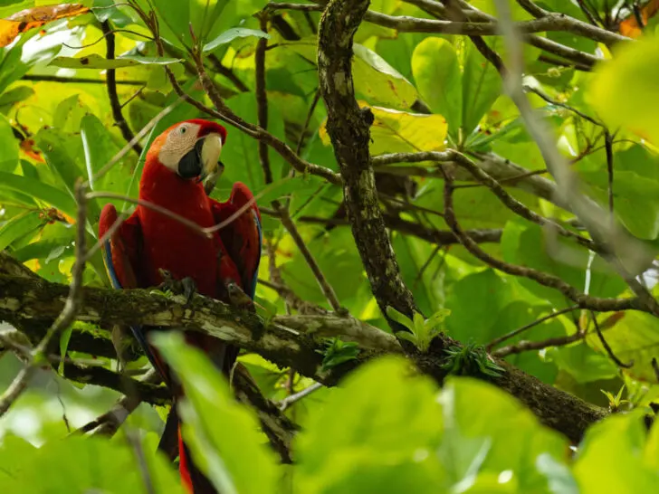 A scarlet macaw seen in Corcovado National Park in Costa Rica's Osa Peninsula