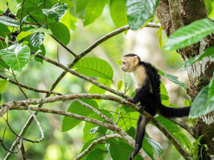 A spider monkey seen in Corcovado National Park in Costa Rica's Osa Peninsula