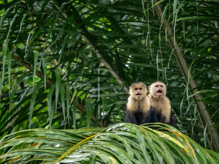 Two spider monkeys seen in SCP Corcovado in Costa Rica's Osa Peninsula