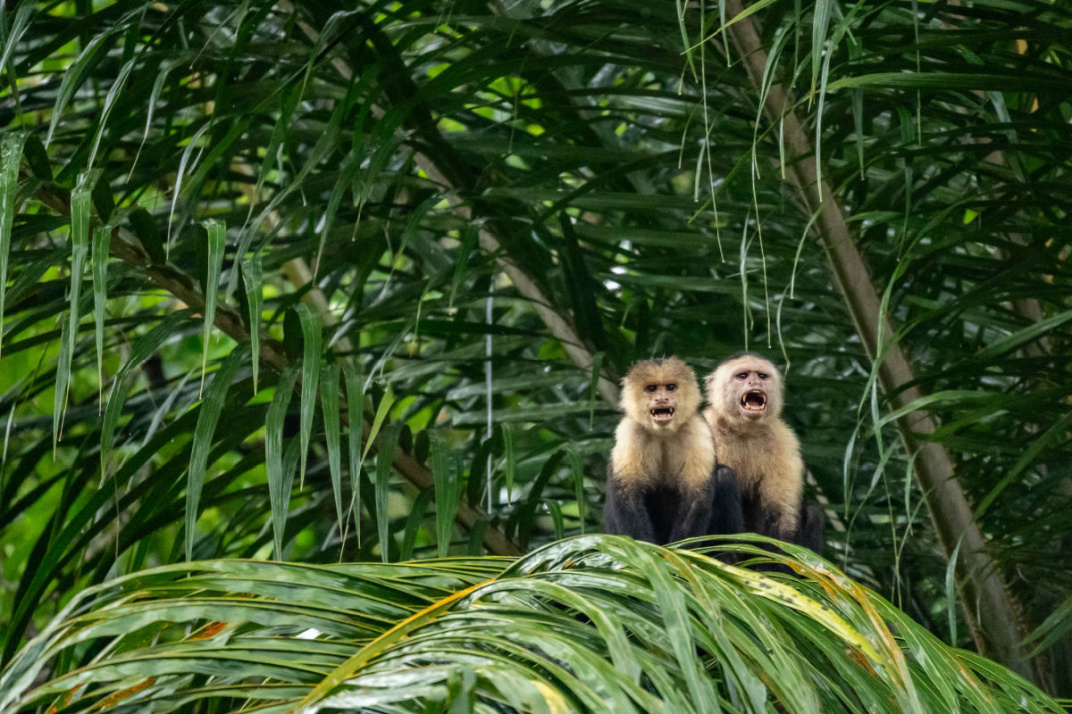 Two spider monkeys seen in SCP Corcovado in Costa Rica's Osa Peninsula