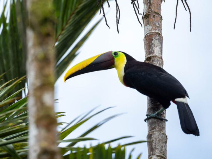 A toucan seen in the Osa Peninsula in Costa Rica