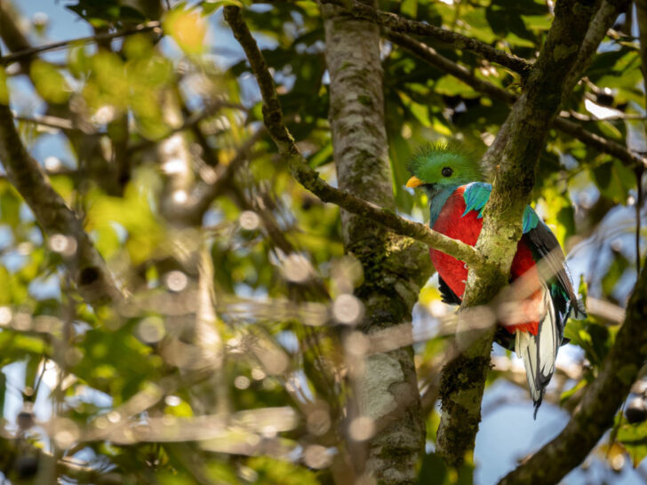 A quetzal in a tree in the Curi Cancha Reserve in Monteverde, Costa Rica