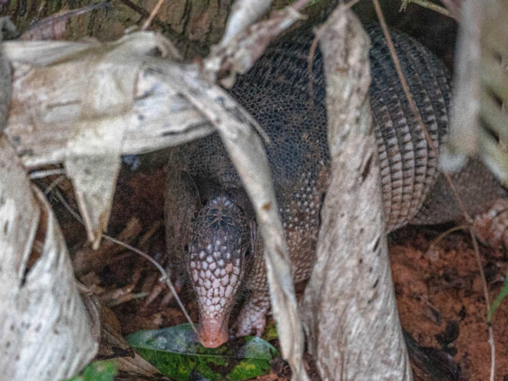 An armadillo seen at El Remanso lodge in the Osa Peninsula