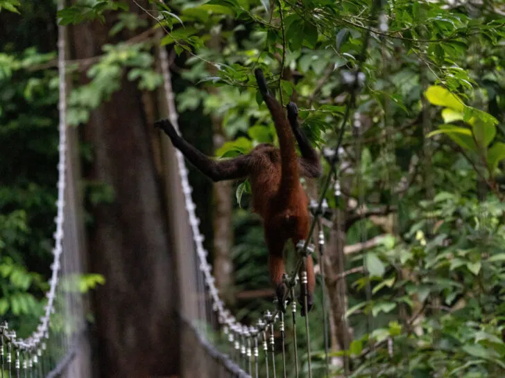 A monkey climbs along the hanging bridge at El Remanso lodge in the Osa Peninsula