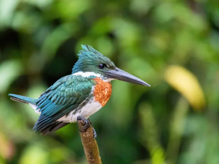 Amazon Kingfisher seen in the trees of the Cano Negro Wildlife Reserve - a must-visit location for wildlife and birdwatching fans in Costa Rica.