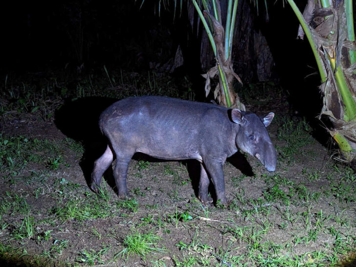 A tapir roaming around the grounds at SCP Corcovado in Costa Rica