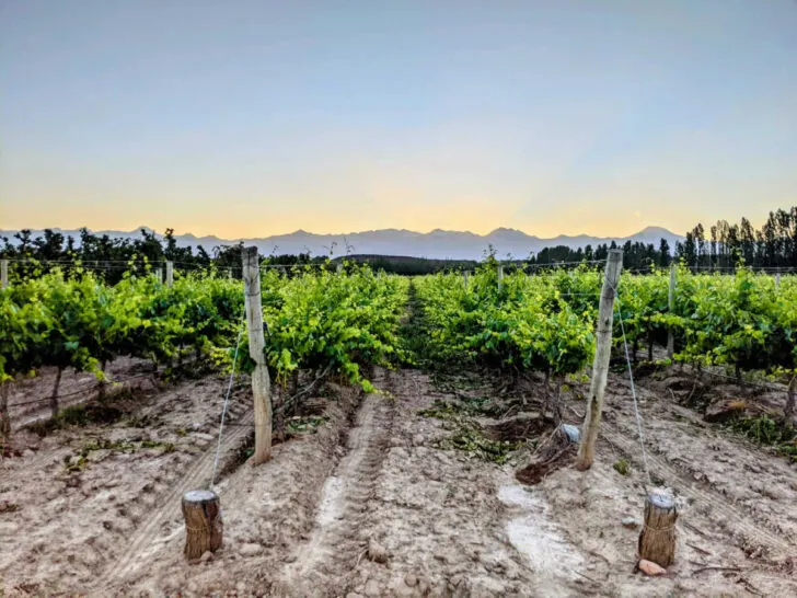 The Atamisque Lodge vineyards set against a mountainous backdrop as the sun sets.