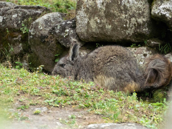 A vizcacha in Machu Picchu