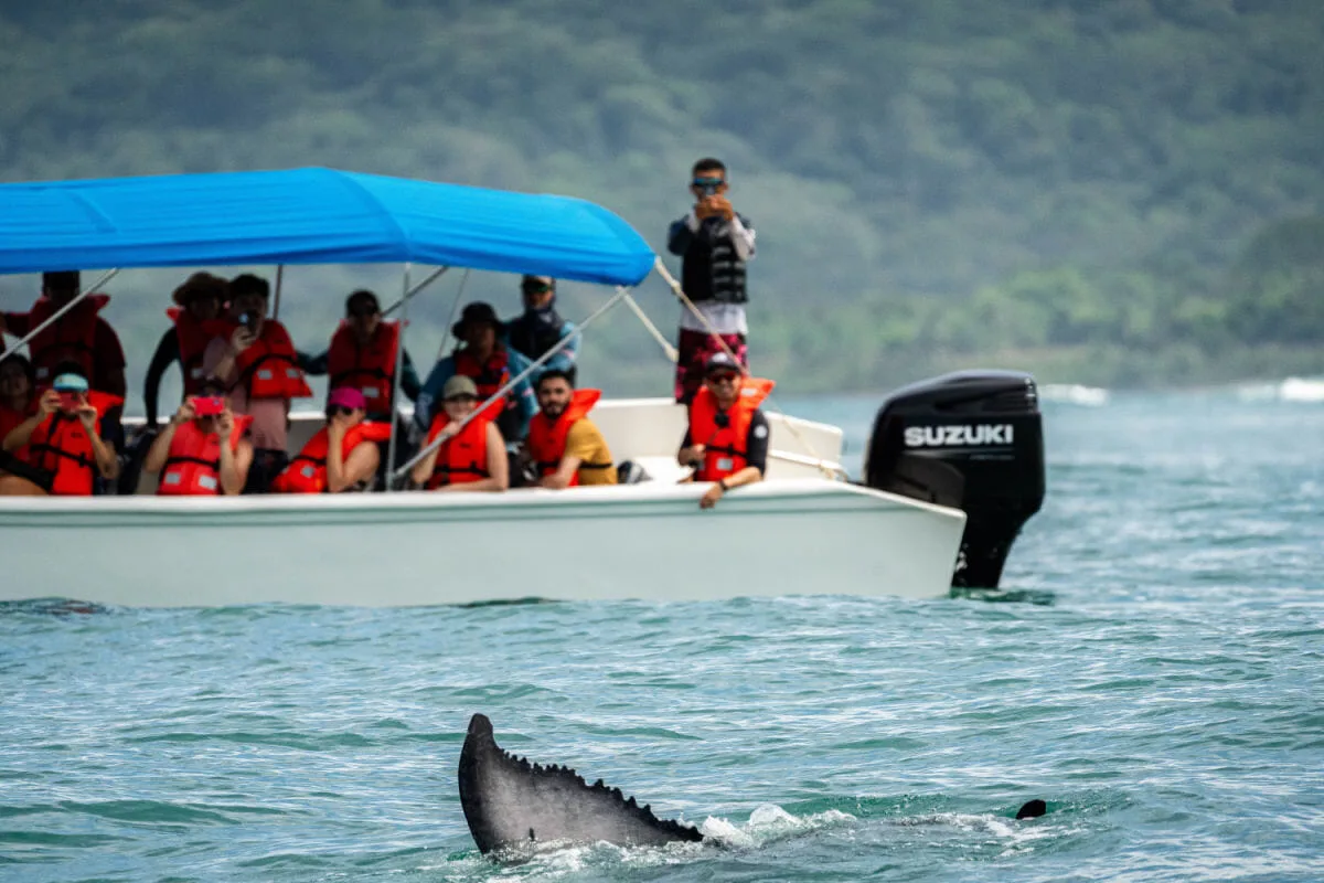 A whale watching tour with Bahia Adventures off the coast of Uvita in Costa Rica.