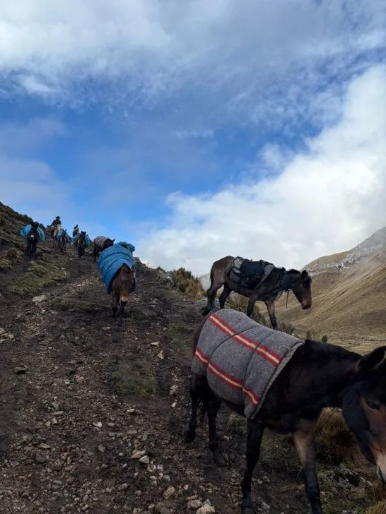 Donkeys help carry Cordillera Huayhuash hikers' belongings in Peru on the mountain trail